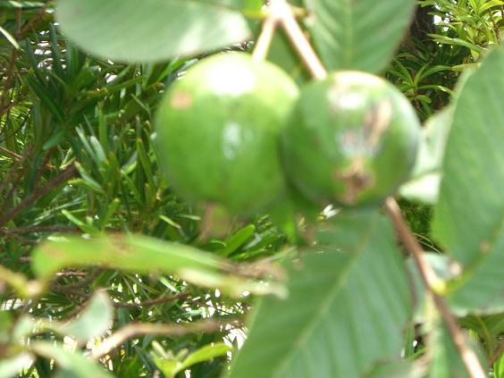 �o���`�L���[